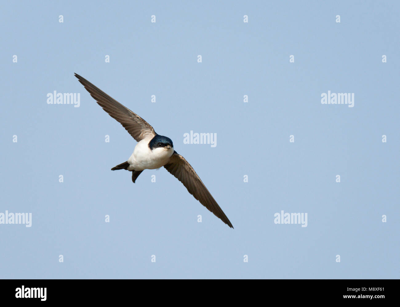 Huiszwaluw vliegend en fouragerend in de blauwe lucht. Maison commune Martin flying, d'alimentation dans le ciel bleu Banque D'Images