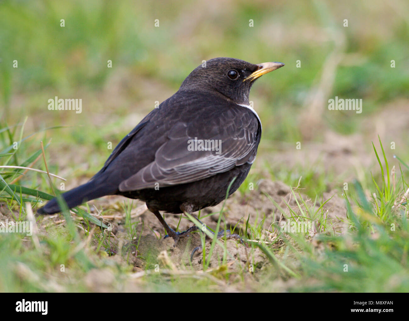 Mannetje Beflijster op de grond, mâle Ring Ouzel perché sur le terrain Banque D'Images