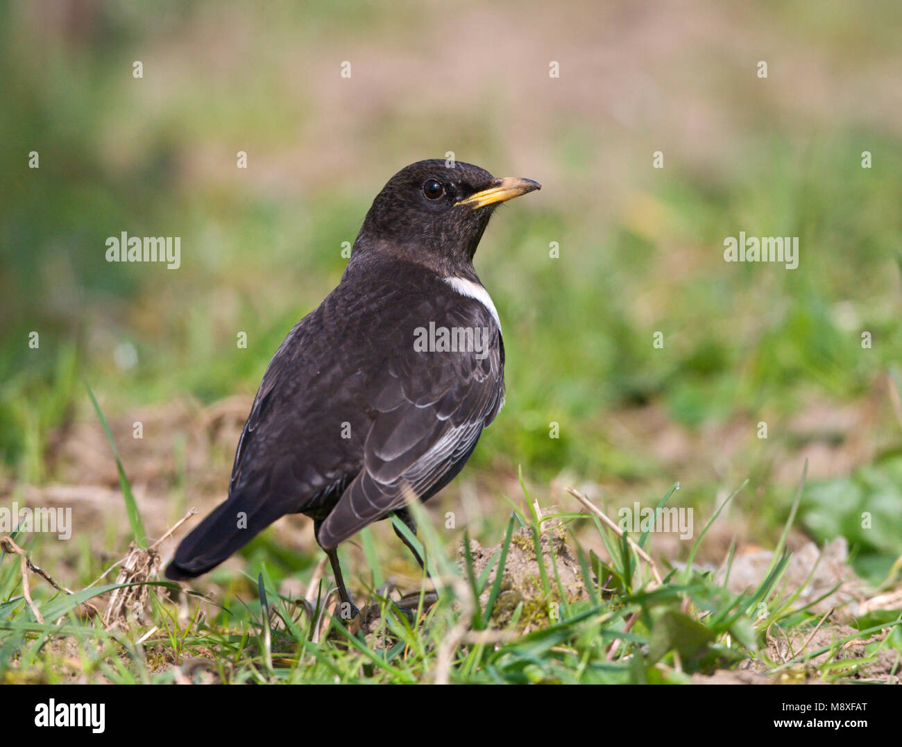 Mannetje Beflijster op de grond, mâle Ring Ouzel perché sur le terrain Banque D'Images