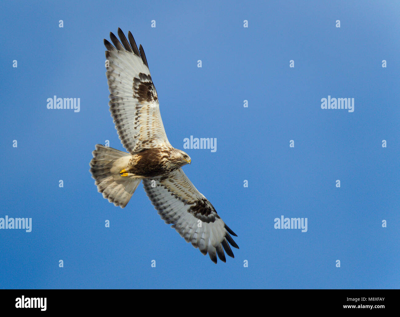 Dans Ruigpootbuizerd viaje en avión, Buzzard en vol Banque D'Images