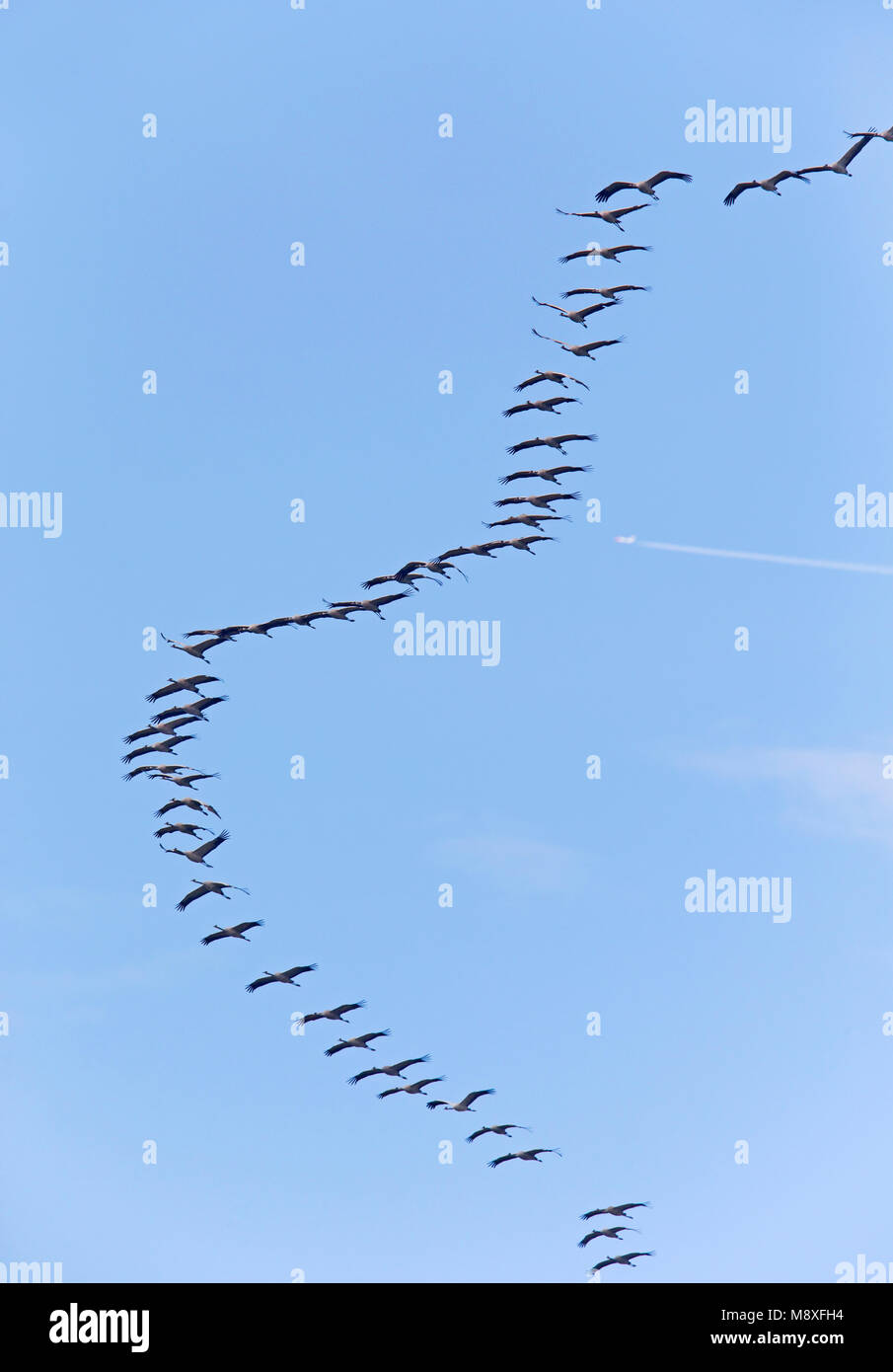 Vliegende trekkende groep Kraanvogels;battant bande migratrice de grues cendrées Banque D'Images