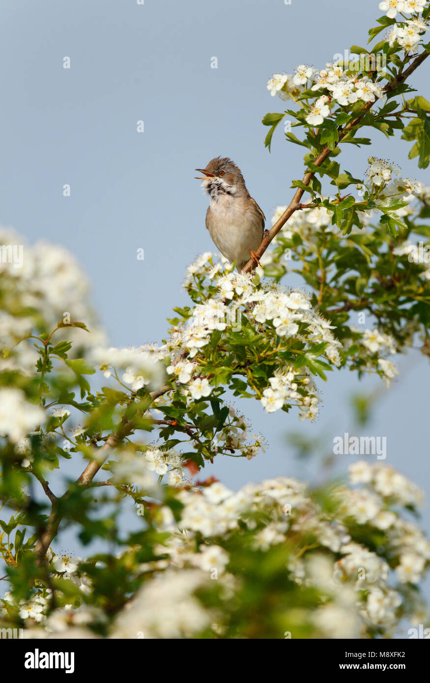 Dans manntje Zingend Grasmus bloeiende meidoorn in het voorjaar;mâle chanteur dans Whitetroat commun Aubépine en fleur au printemps Banque D'Images