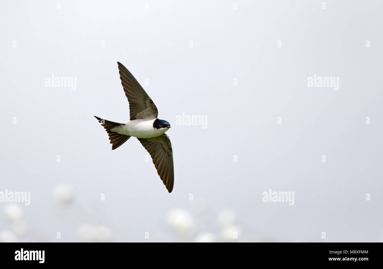 Vliegende Huiszwaluw;Flying House Martin Banque D'Images