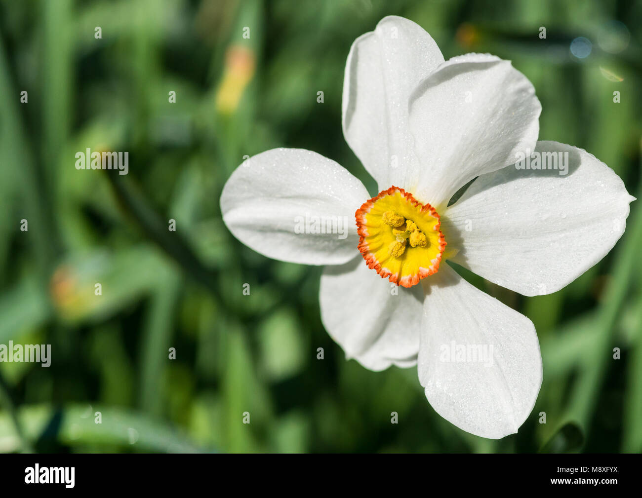 Un plan macro sur une fleur jonquille oeil blanc faisans. Banque D'Images