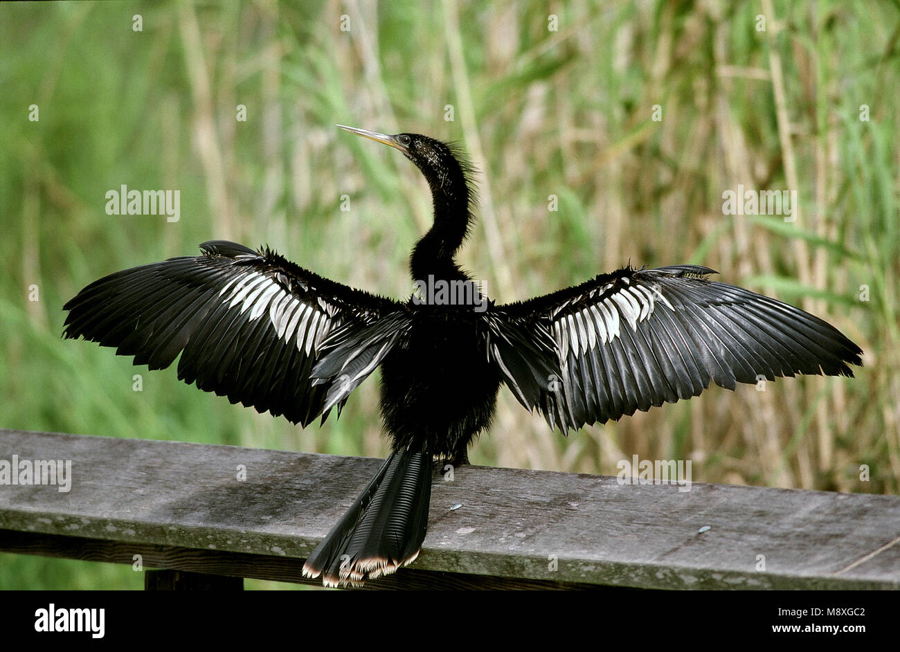 Anhinga ; Amerikaanse Slangenhalsvogel Banque D'Images