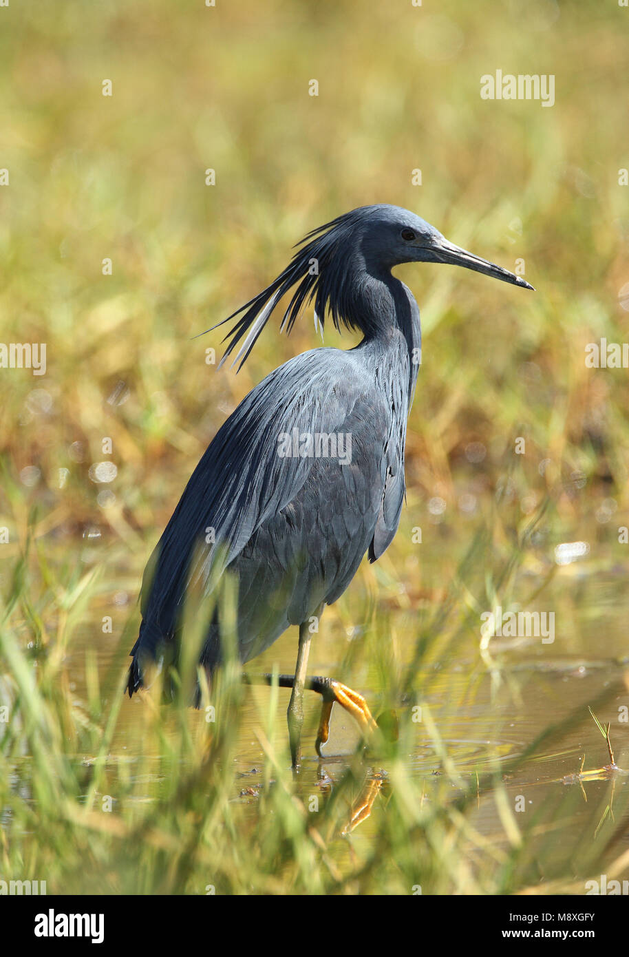 Zwarte Reiger staand en moeras ; Black Swamp permanent Heron Banque D'Images