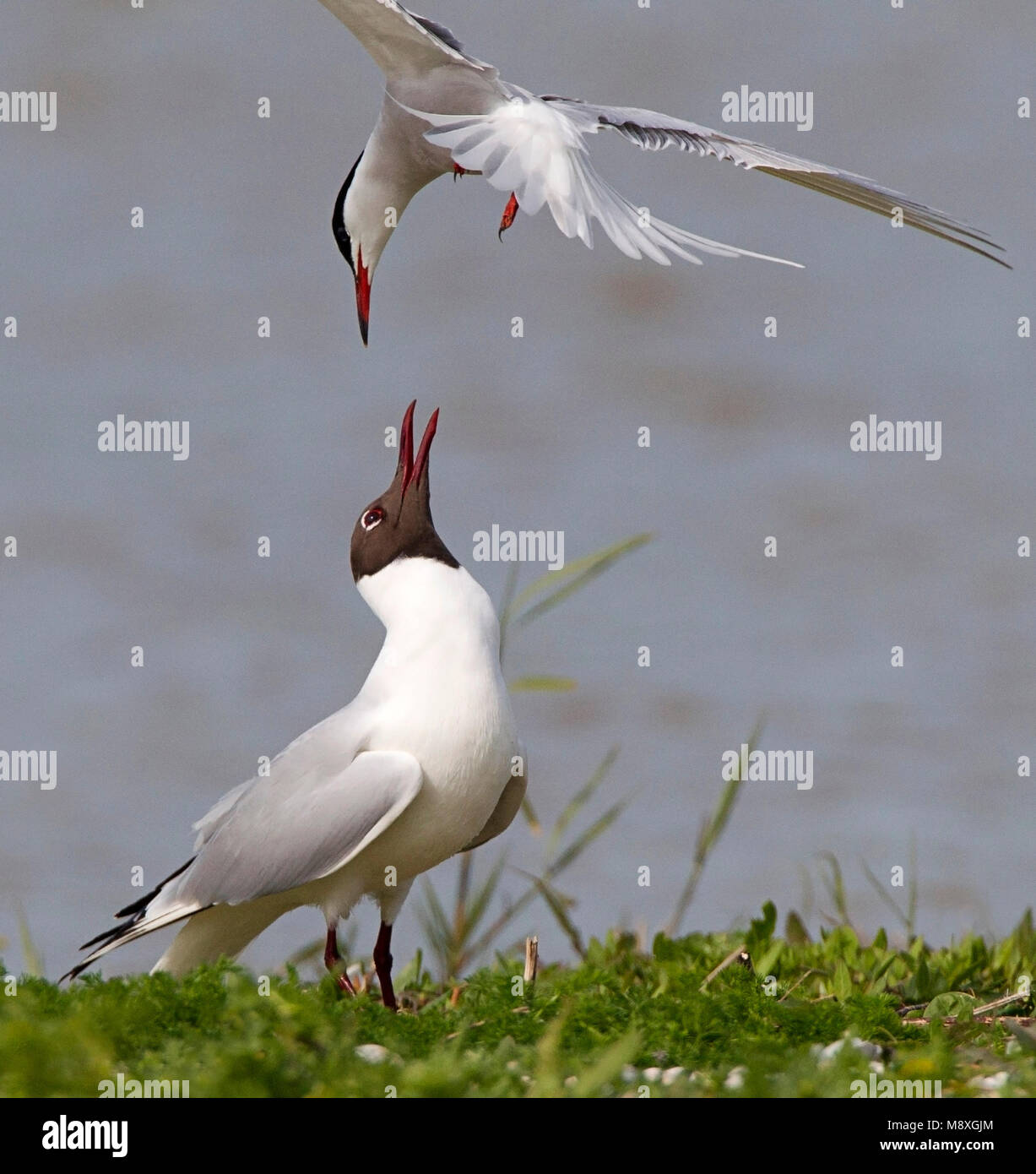 L'image d'oiseaux par Roy de Haas Banque D'Images