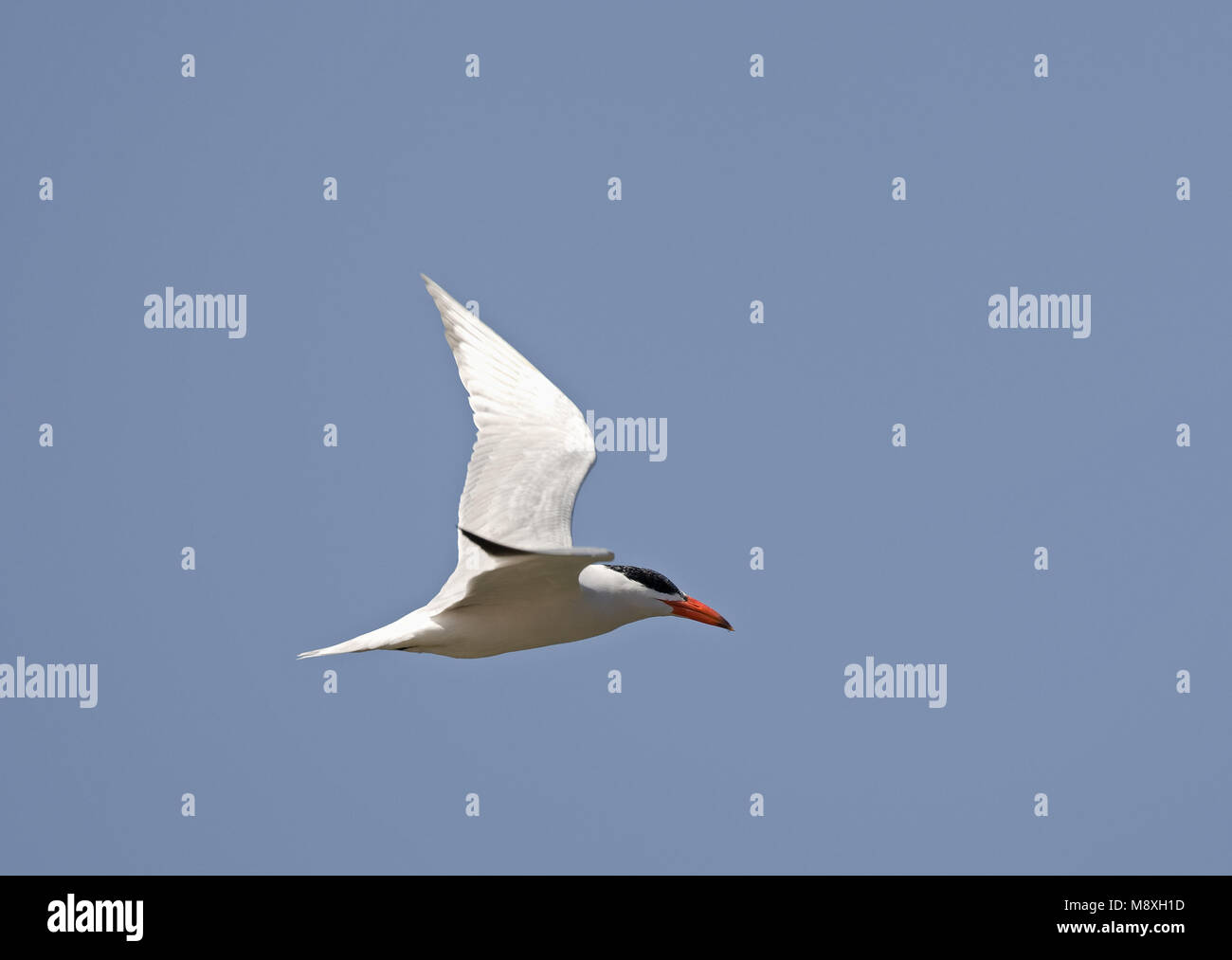 La Sterne caspienne flying adultes ; volwassen vliegend Reuzenstern Banque D'Images