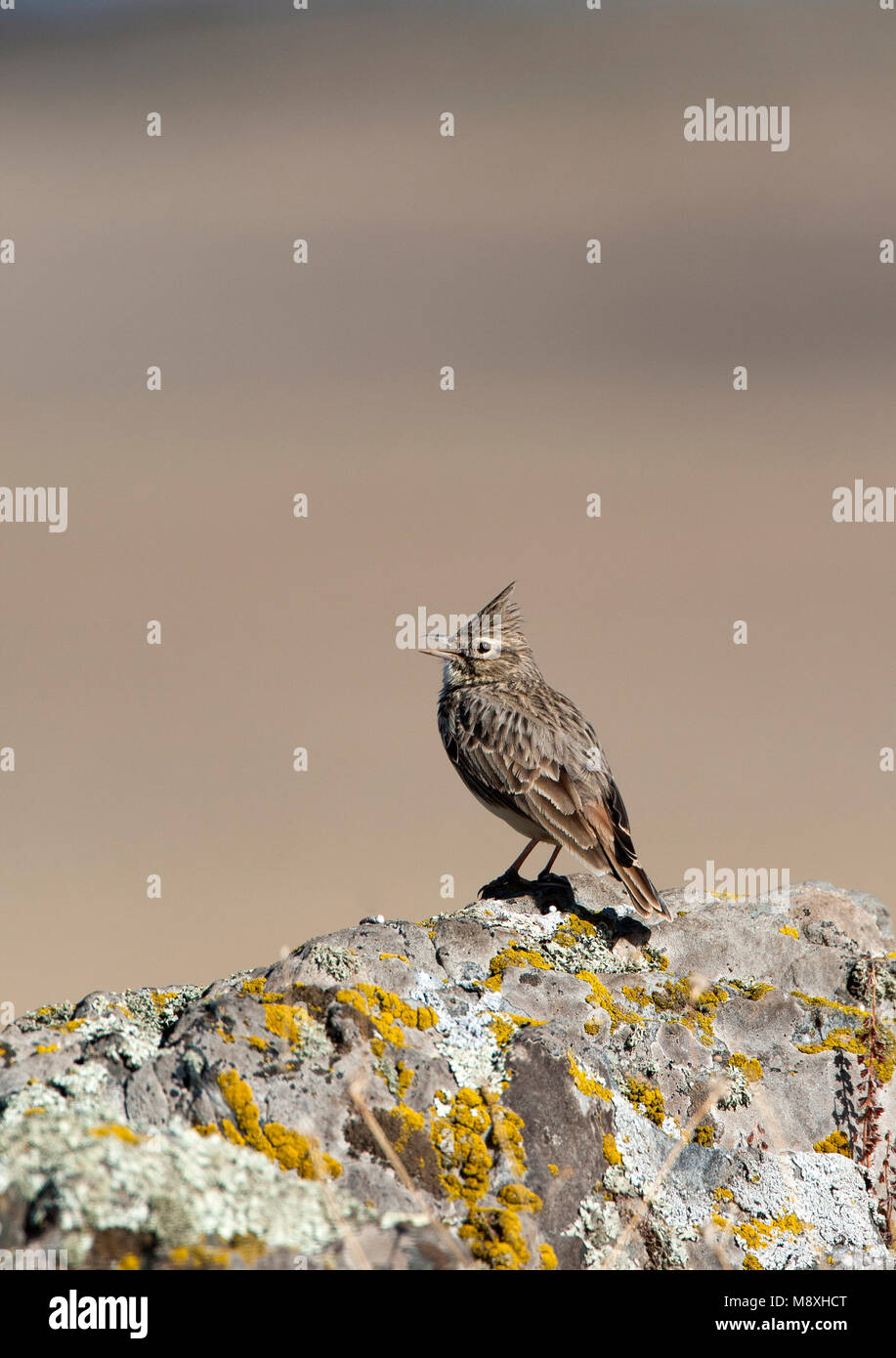 Kuifleeuwerik zingend Crested Lark chant ; Banque D'Images