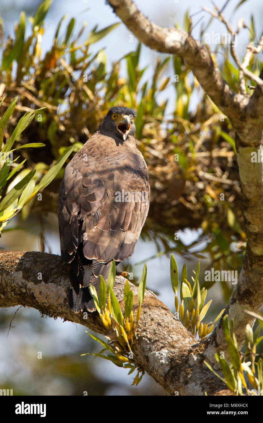 Indische Slangenarend roepend ; Crested Eagle Serpent appelant Banque D'Images