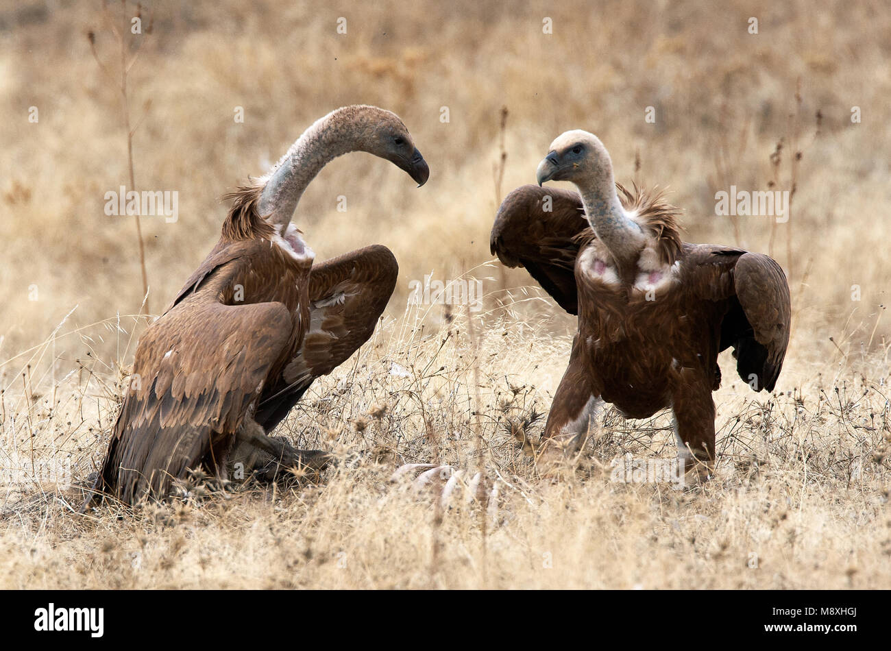 Vale Gieren vechtend ; lutte contre les vautours Banque D'Images