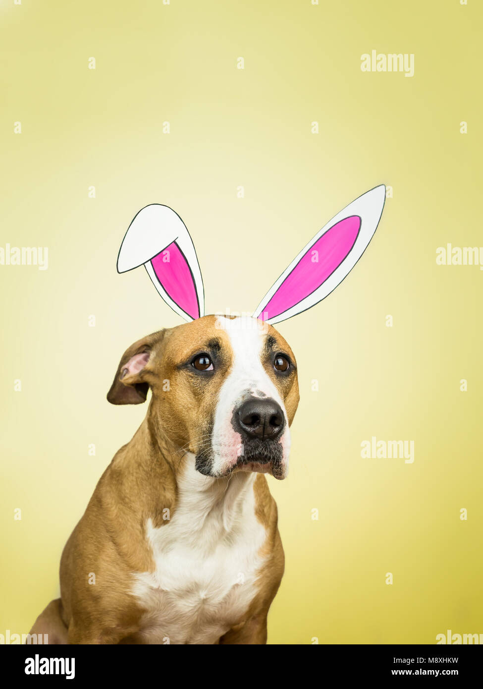 Funny dog avec les oreilles de lapin de Pâques. Le Staffordshire terrier puppy pose pour portrait habillé en papier fait maison dans les oreilles du lièvre jaune fond ensoleillé Banque D'Images