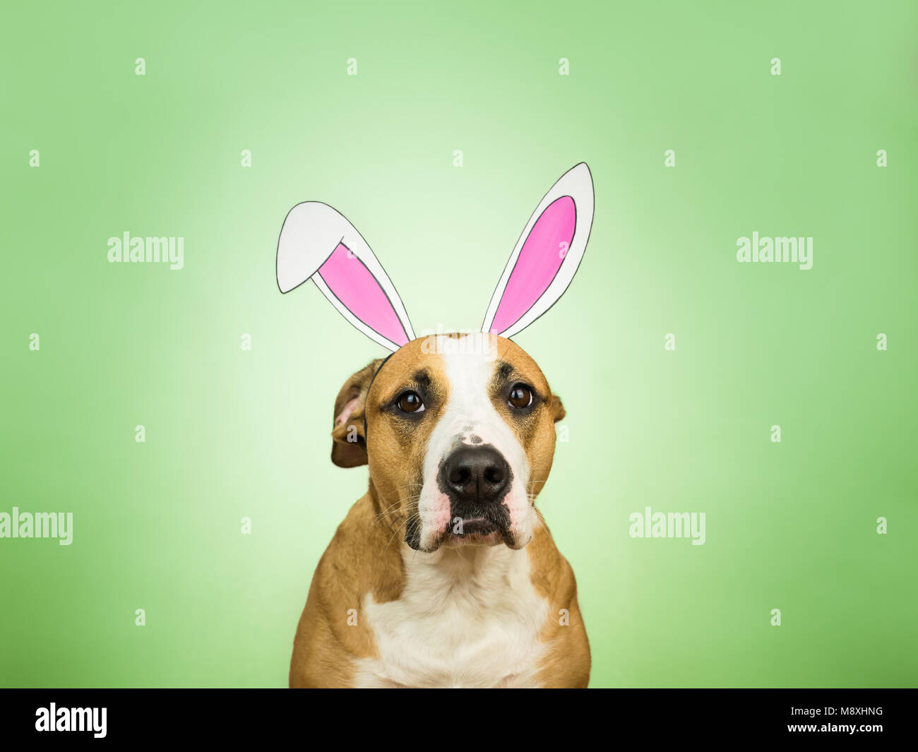 Portrait de chien pitbull drôle avec les oreilles de lapin de Pâques. Le Staffordshire terrier puppy pose pour portrait habillé en papier fait maison dans des oreilles de lièvre Banque D'Images