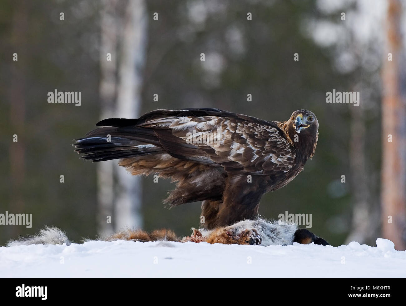 Golden Eagle permanent adultes dans la neige sur les proies ; Steenarend staand volwassen dans de prooi en op Banque D'Images