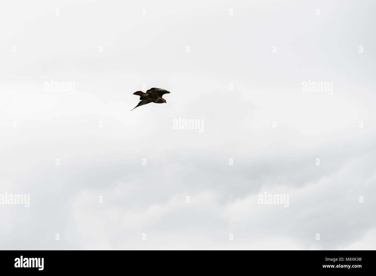 Une steppe buzzard (Buteo buteo vulpinus) en vol en Afrique du Sud Banque D'Images