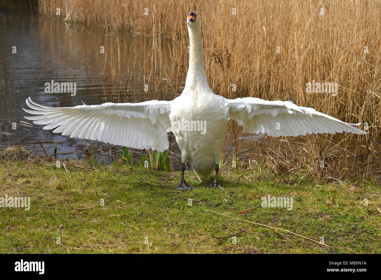 Croix très Cygne muet (Cygnus olor) en agitant ses ailes et de charge à l'appareil photo Banque D'Images