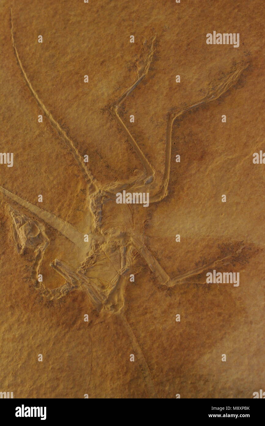 Fossiele Vogel, oiseau fossile Banque D'Images