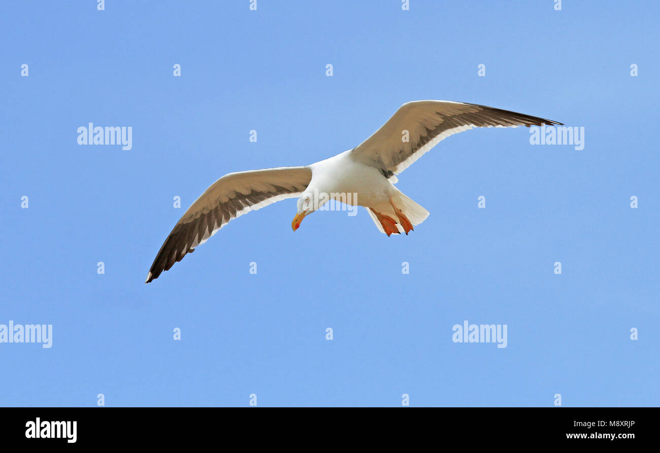Vliegende Mexicaanse Meeuw, jaune-footed Gull (Larus livens) en vol Banque D'Images