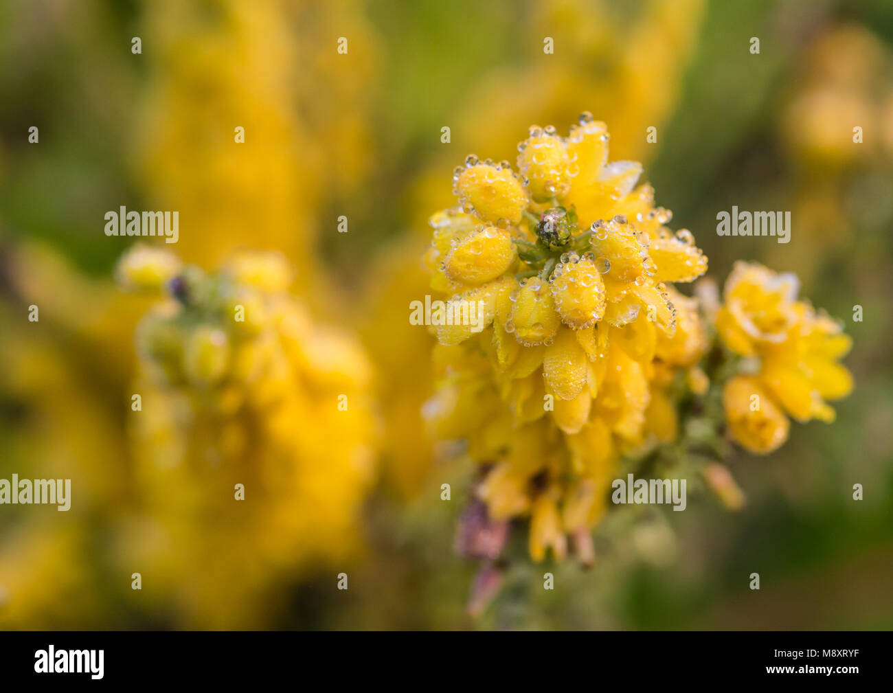 Un plan macro sur un mahonia japonica humide floraison. Banque D'Images