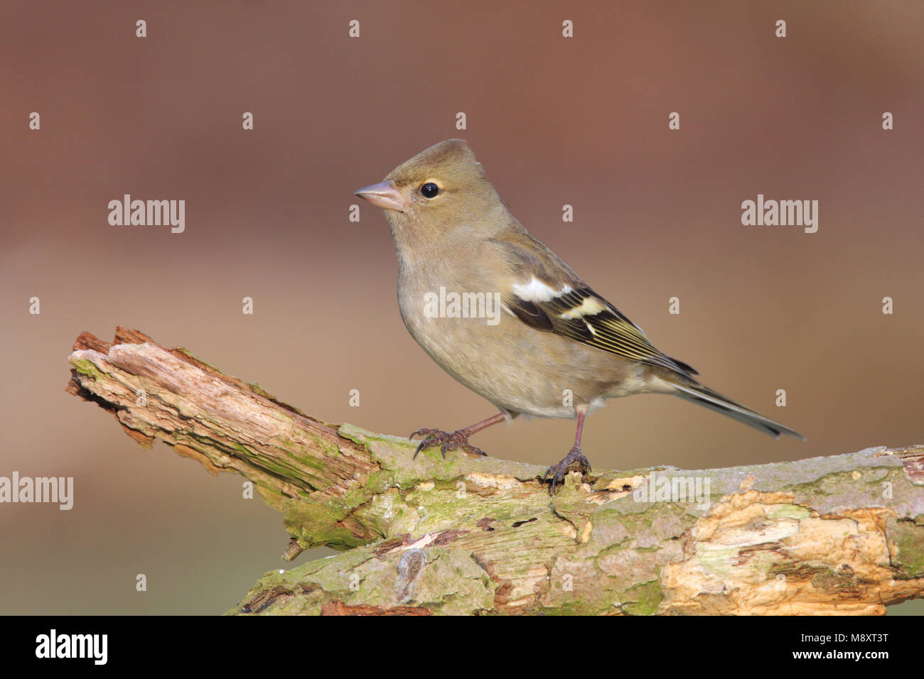 Vink vrouwtje zittend Common Chaffinch perché femelle ; Banque D'Images