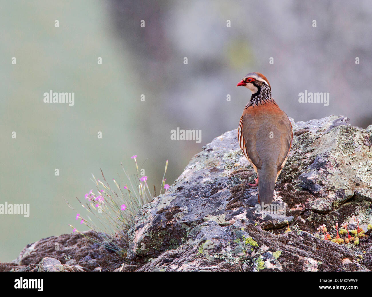 Rode Patrijs ; Red-legged Partridge Banque D'Images