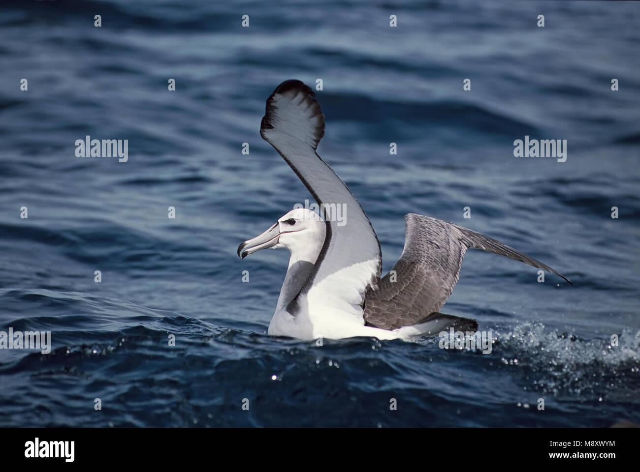Albatros timide natation en mer ; Witkapalbatros zwemmend dans Zee Banque D'Images