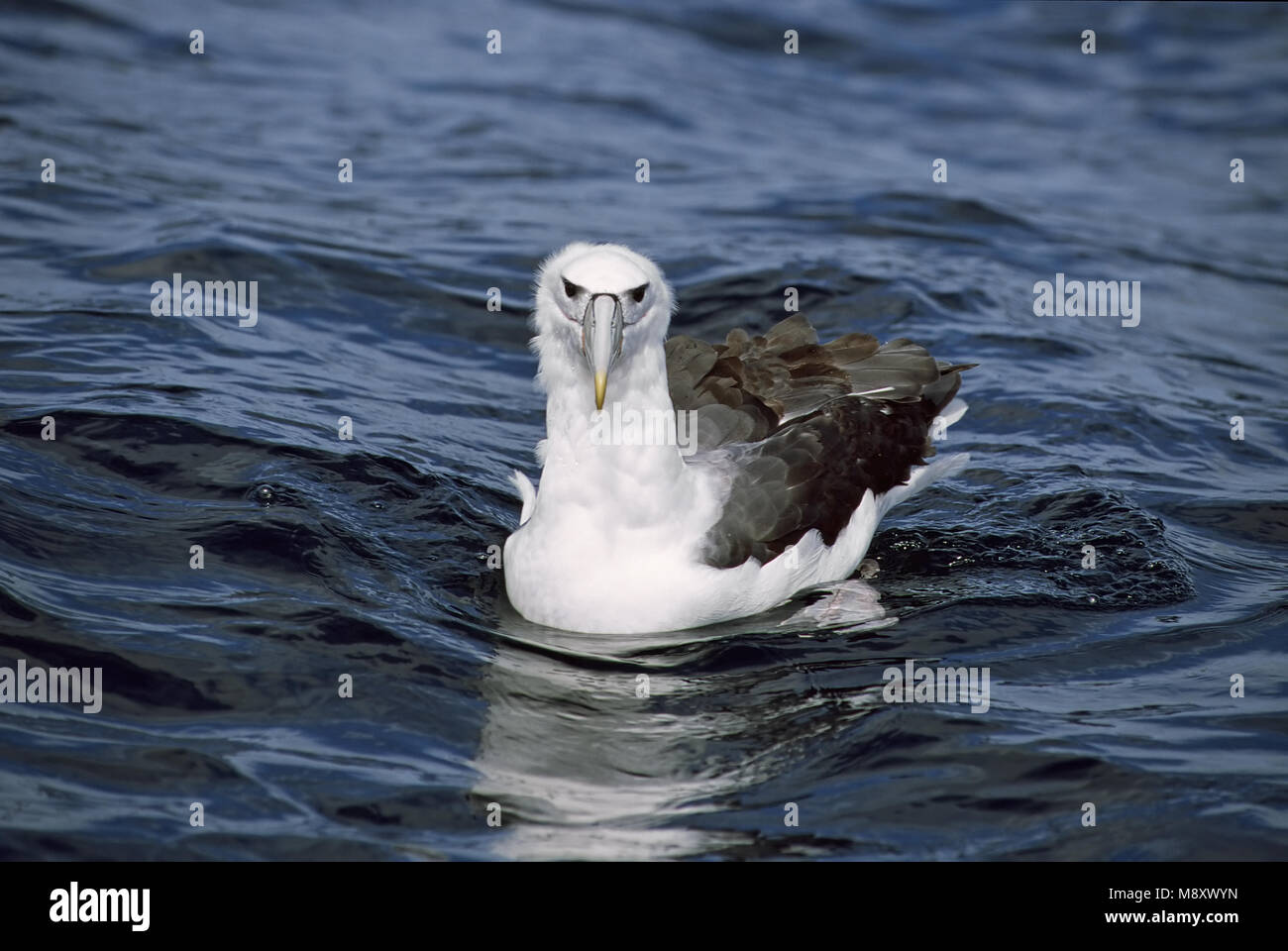 Albatros timide natation en mer ; Witkapalbatros zwemmend dans Zee Banque D'Images