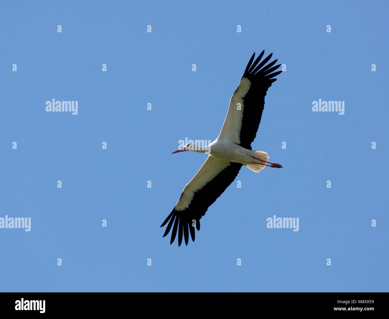 Ooievaar volwassen vliegend ; Cigogne blanche volant adultes Banque D'Images