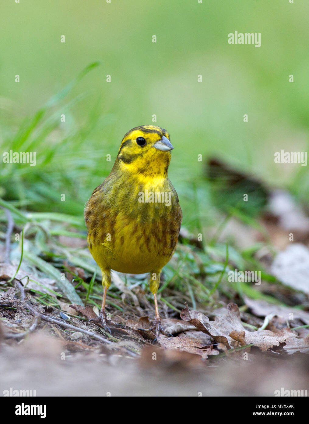 Geelgors, Yellowhammer Banque D'Images