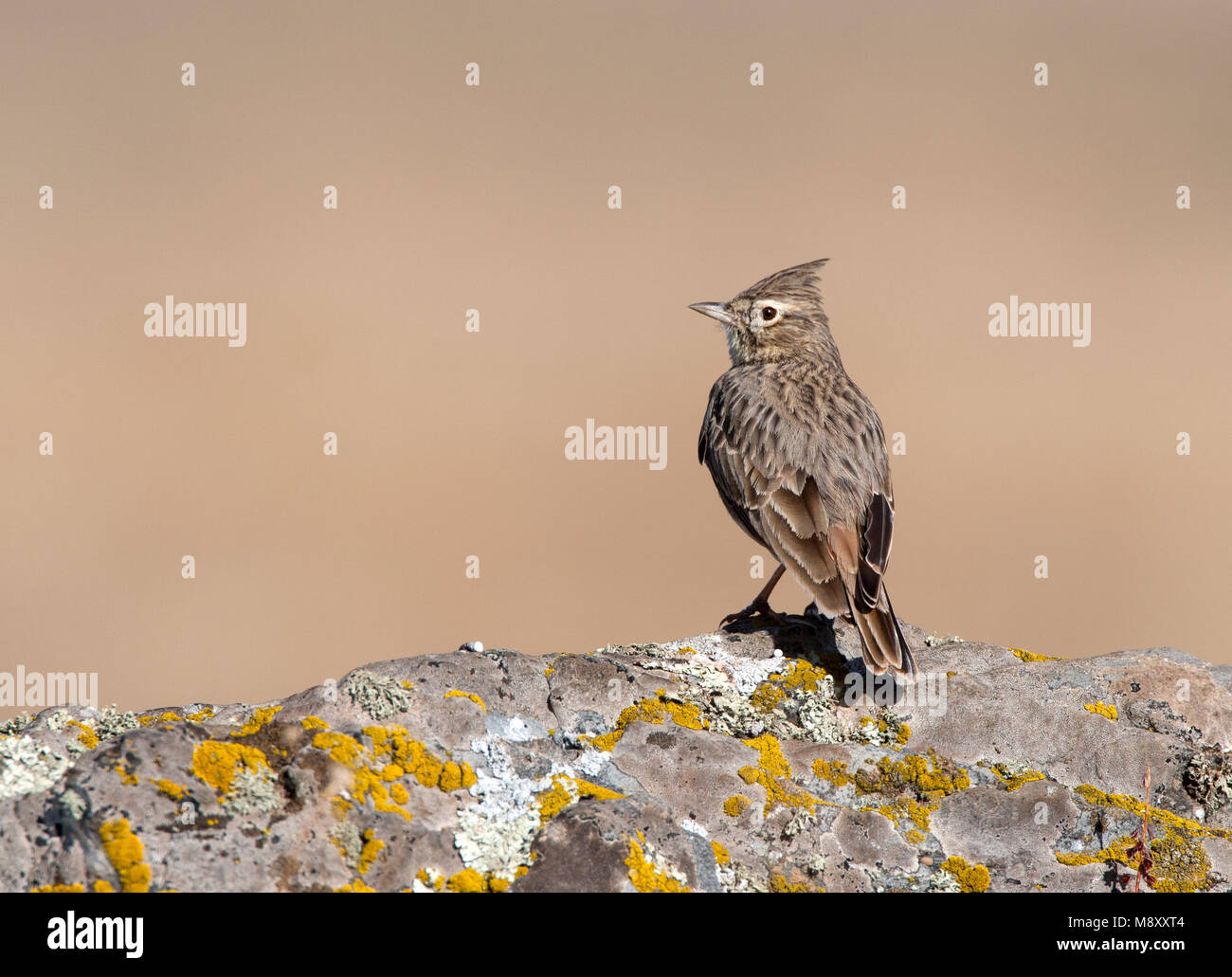 Kuifleeuwerik, Crested Lark Galerida cristata, Banque D'Images