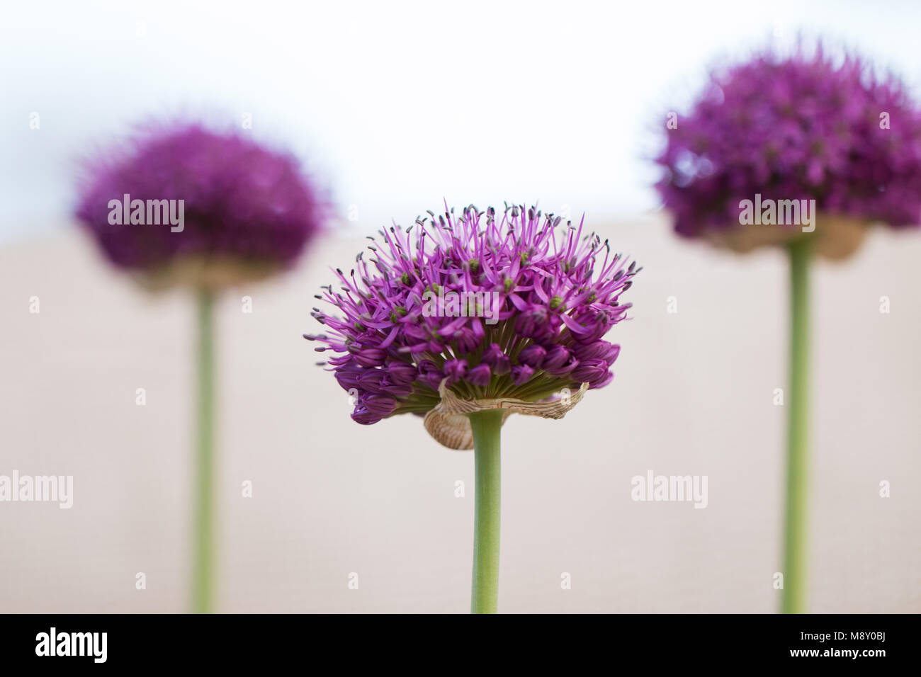 Un trio de fleurs mauve allium (Allium hollandicum) sur un fond blanc. Banque D'Images