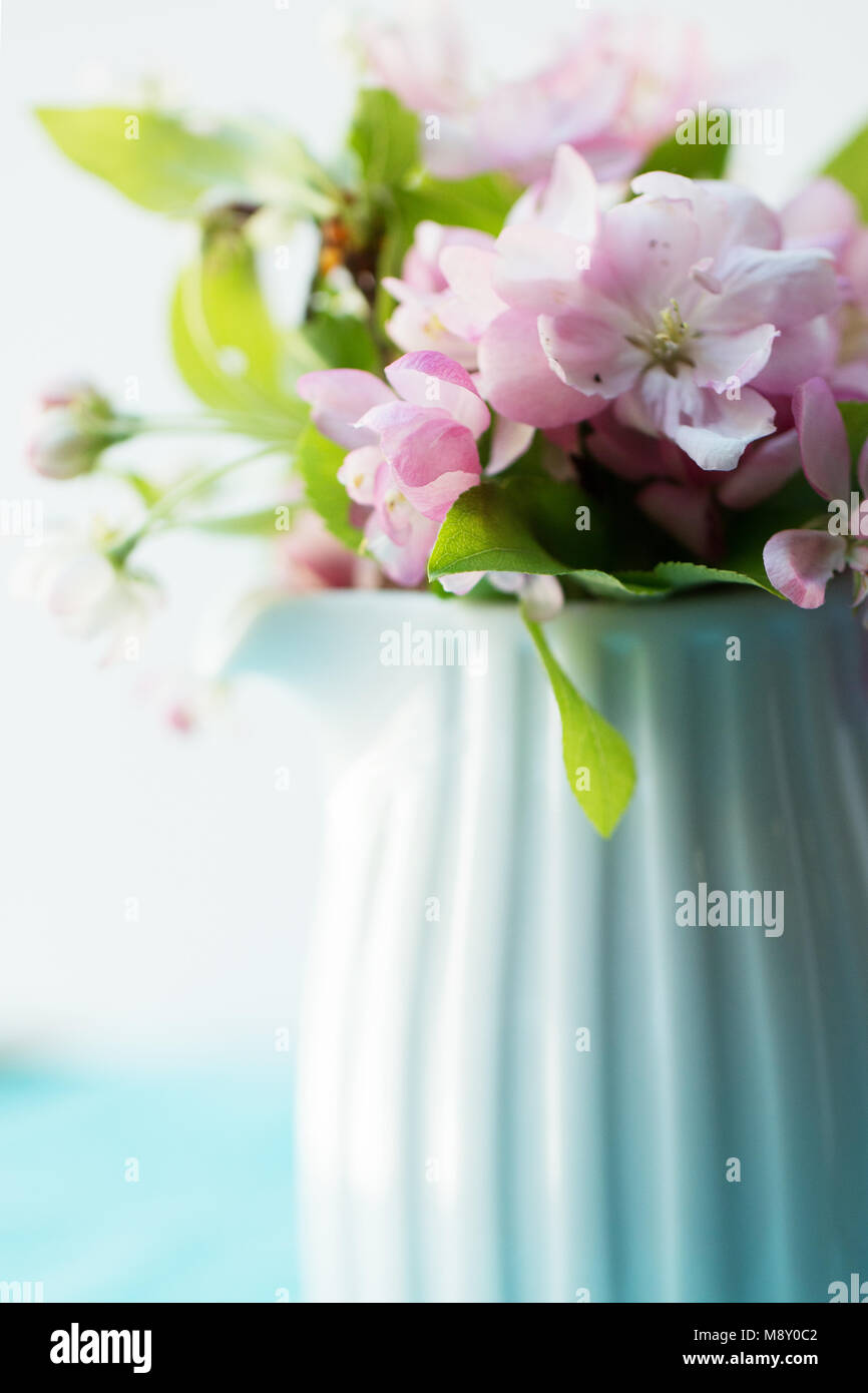 Un pichet blanc rose de pommetier (malus) en fleurs avec des feuilles vertes sur fond bleu. Banque D'Images