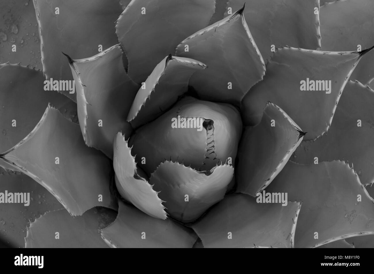 Ce désert succulentes ouvre lentement chaque pétale à la dureté des conditions de son environnement. Banque D'Images