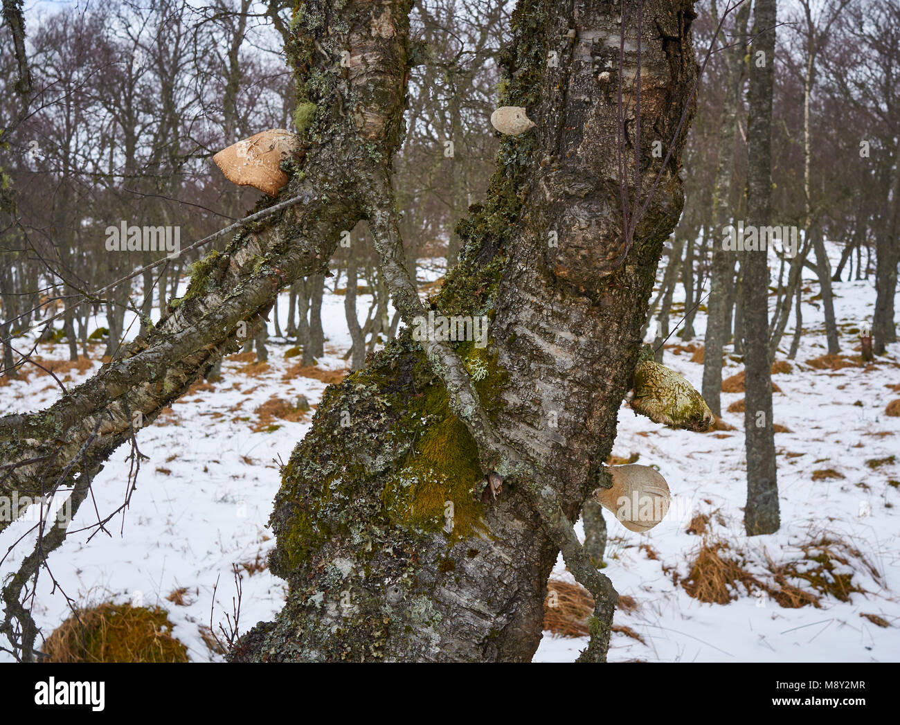 Plusieurs types de champignons des arbres se détachent sur un vieux bouleau écossais avec son écorce noueux et marqué en vert couverts de lichen et de mousse en raison de l'humidité Banque D'Images