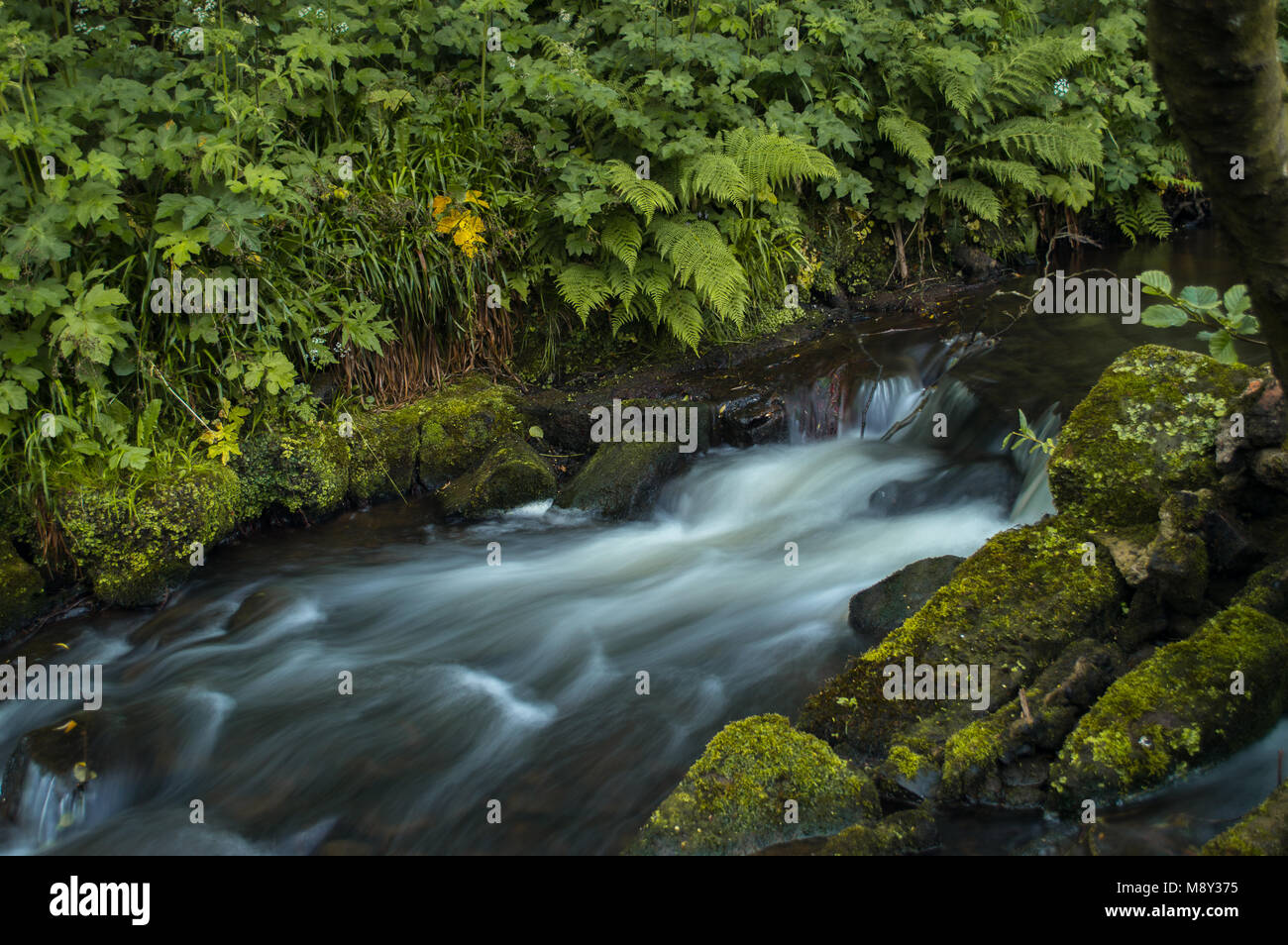 L'eau qui coule d'un blanc laiteux tourné par une exposition longue, comme il coule autour de vert et brun des roches couvertes de mousse. Banque D'Images