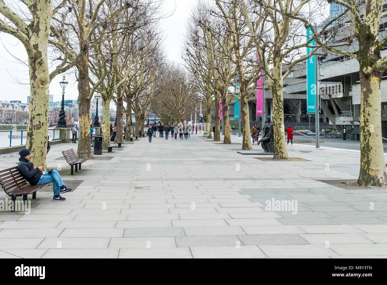 Une avenue de Londres Platanes Platanus x acerifolia sur la rive sud de Londres. Banque D'Images