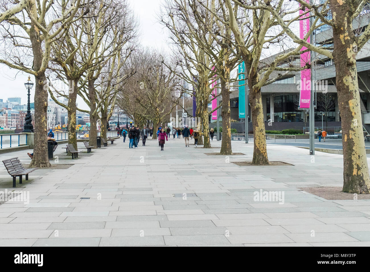 Une avenue de London plane Trees Platanus x acerifolia sur la rive sud à Londres, Royaume-Uni. Banque D'Images