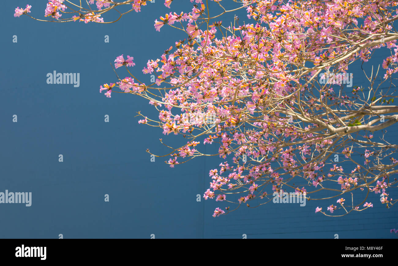 Belle Jacaranda sur les rues de Los Angeles. Grand espace pour copier une bannière, les messages promotionnels. Jacaranda est une plante de la famille des bignoniaceae. Banque D'Images