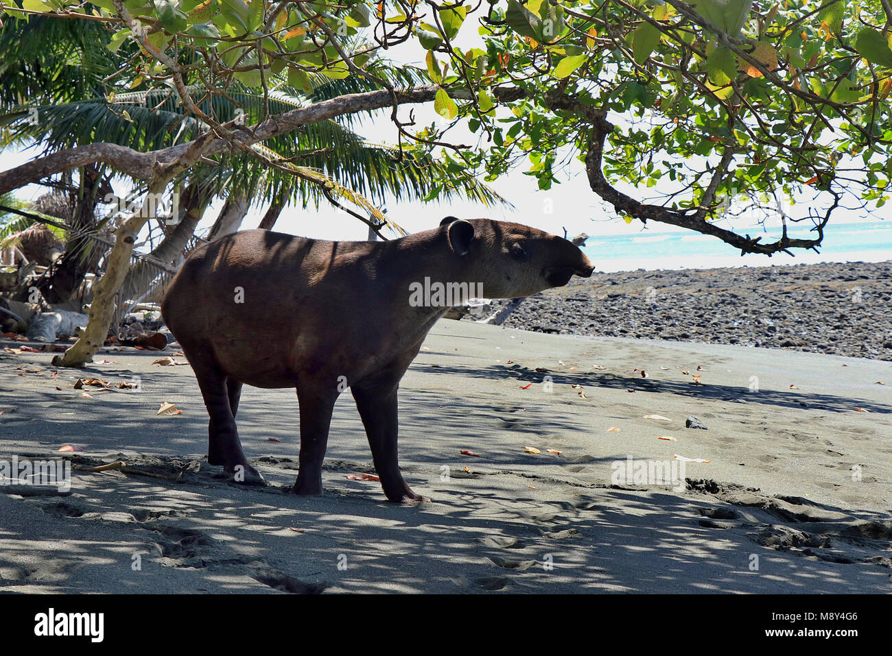 De rares Baird Tapir (Tapirus bairdii) debout sur une plage éloignée dans le parc national de Corcovado, sur la péninsule d'Osa au Costa Rica Banque D'Images