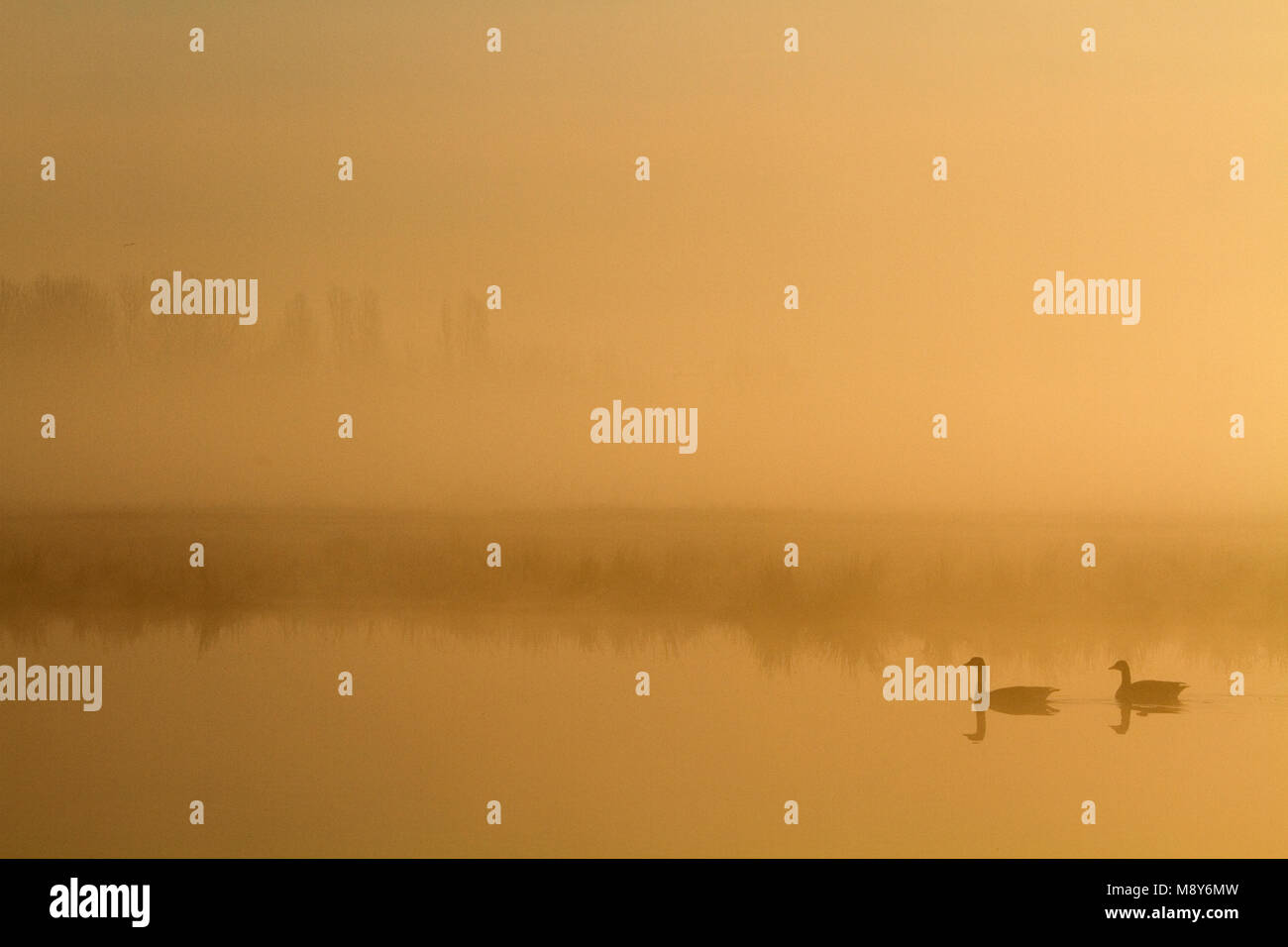 Canadese Gans dans ochtendnevel ; Canada Goose dans le brouillard du matin Banque D'Images