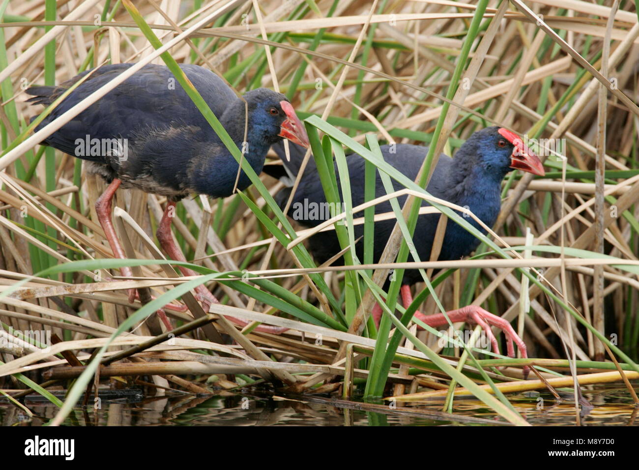 Talève Sultane deux oiseaux au Portugal, reed Purperkoet twee vogels à riet Portugal Banque D'Images