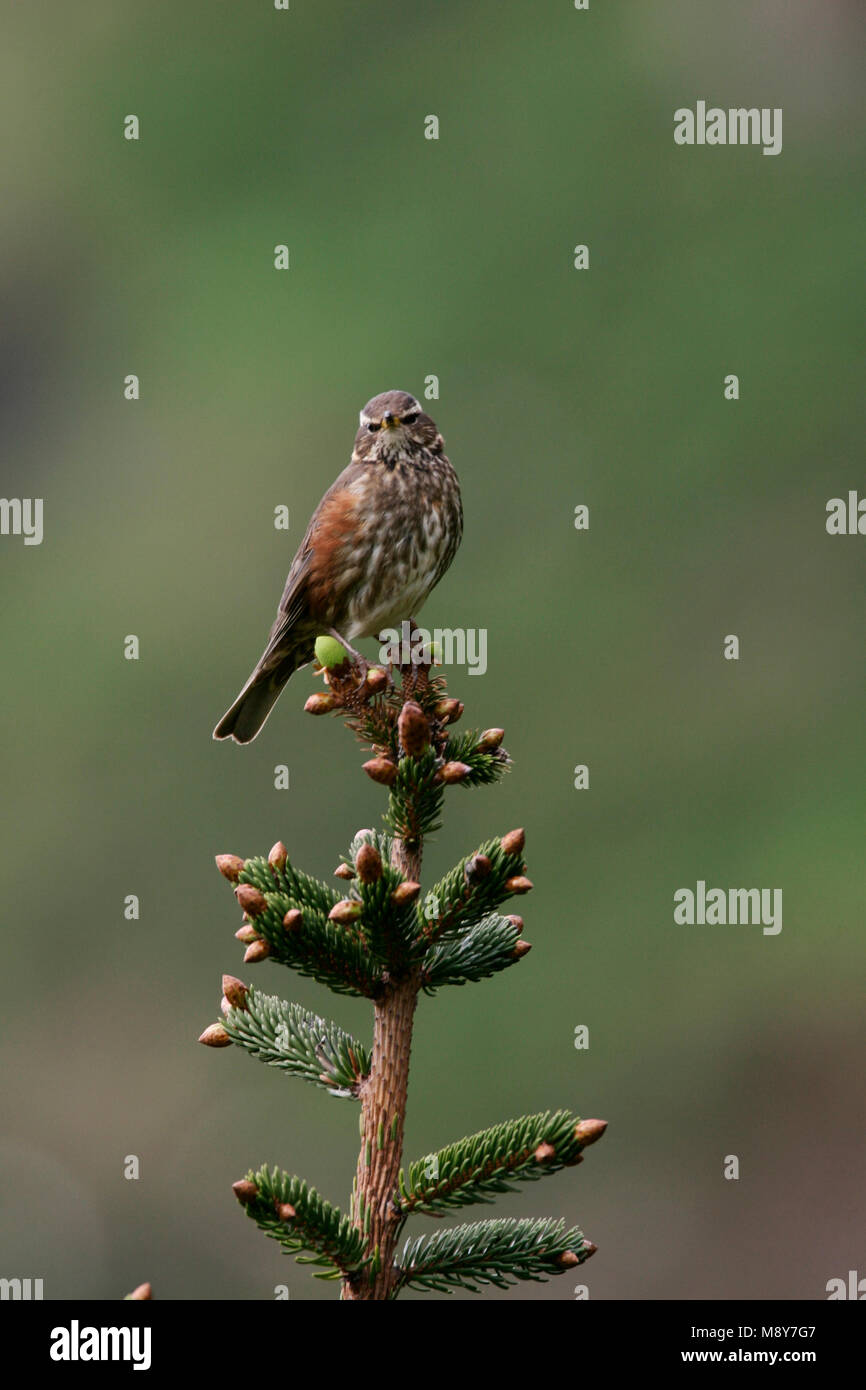 Dans boomtop Koperwiek zittend Redwing, perché en haut d'arbre Banque D'Images