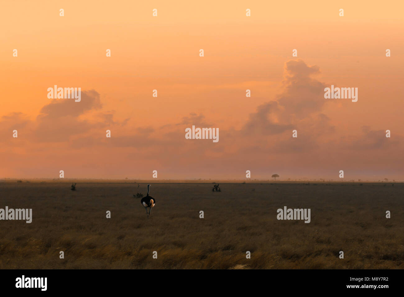 Coucher du soleil dans la savane, dans le parc national de Tsavo au Kenya, l'Afrique, avec une autruche peeking out dans l'herbe Banque D'Images