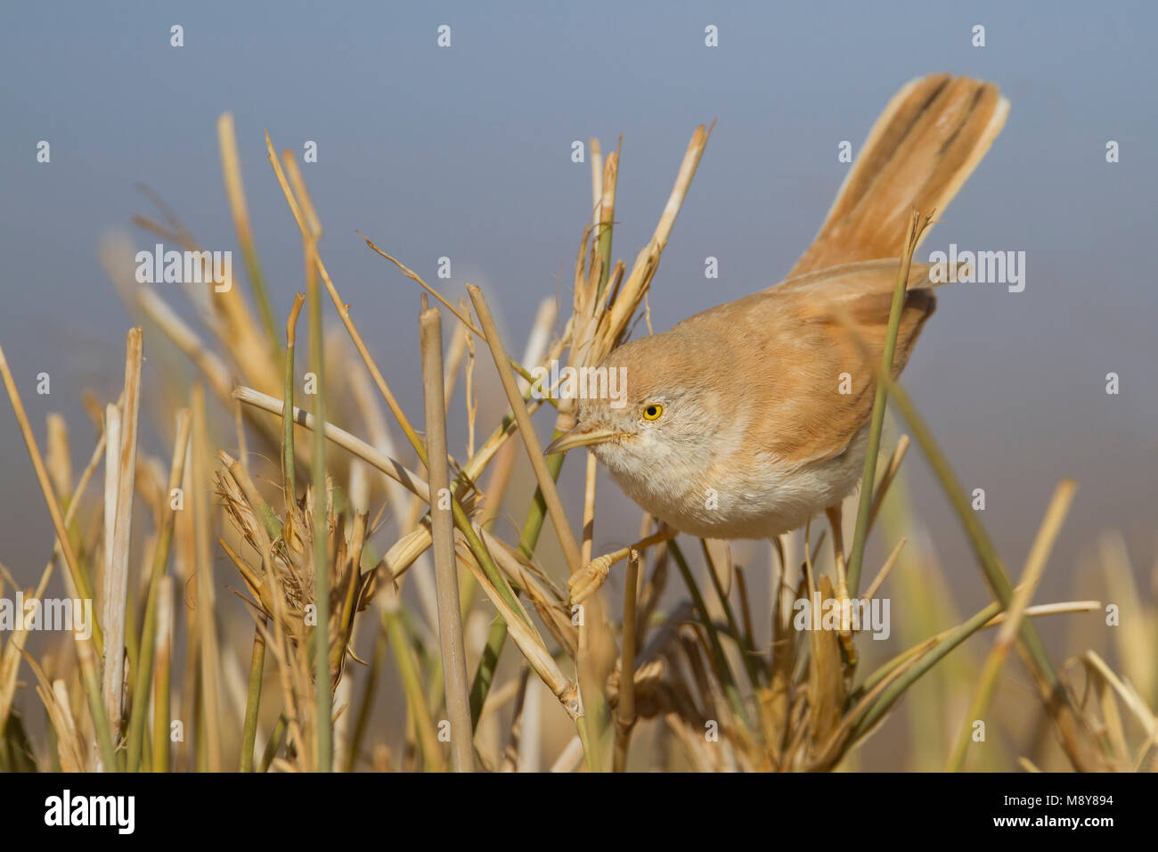 Désert africain orangée - Saharagrasmücke - Curruca deserti, Maroc Banque D'Images