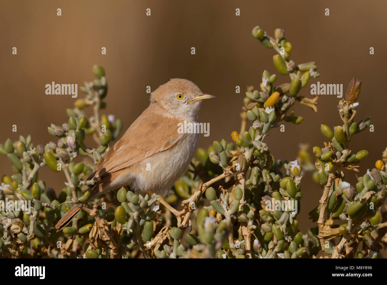 Désert africain orangée - Saharagrasmücke - Curruca deserti, Maroc Banque D'Images