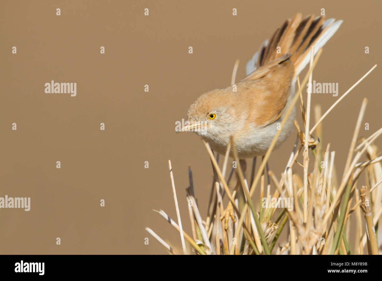 Désert africain orangée - Saharagrasmücke - Curruca deserti, Maroc Banque D'Images