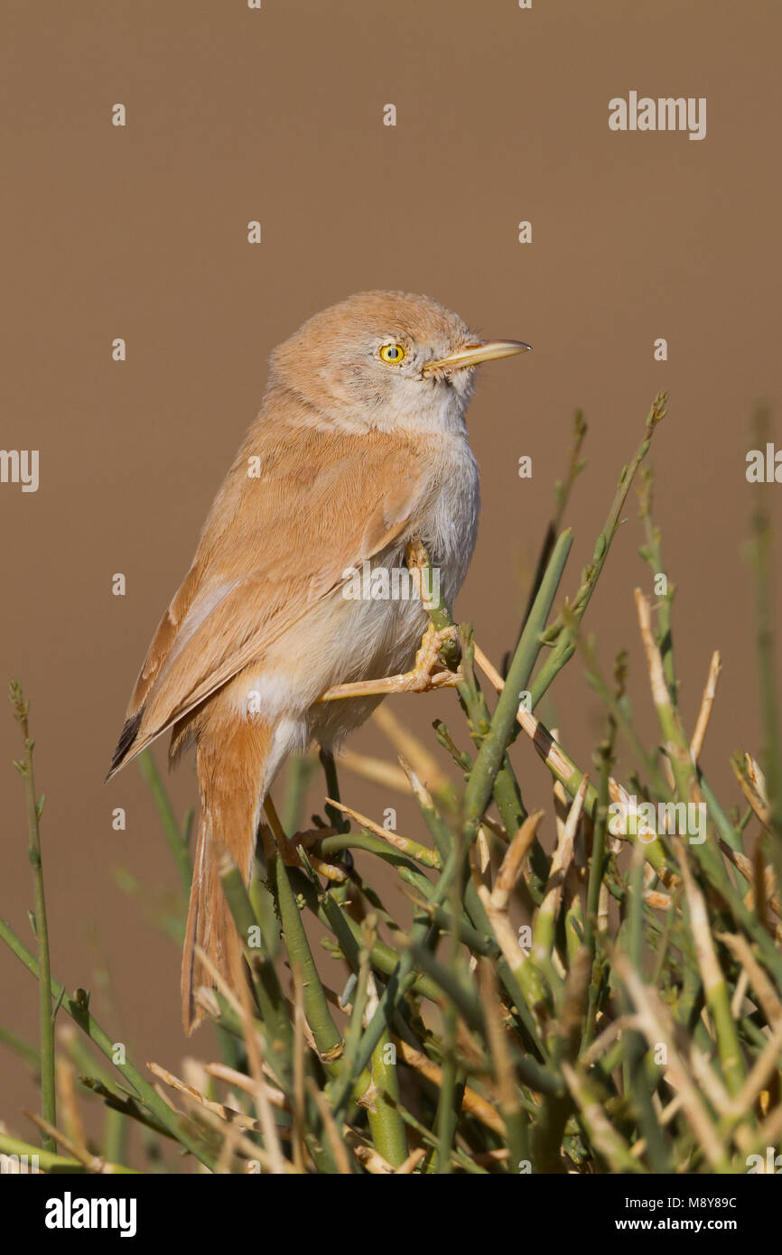 Désert africain orangée - Saharagrasmücke - Curruca deserti, Maroc Banque D'Images