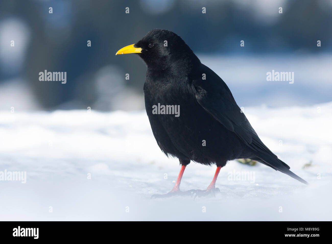 Alpine Chough Pyrrhocorax graculus - Alpendohle - ssp. graculus, Allemagne Banque D'Images