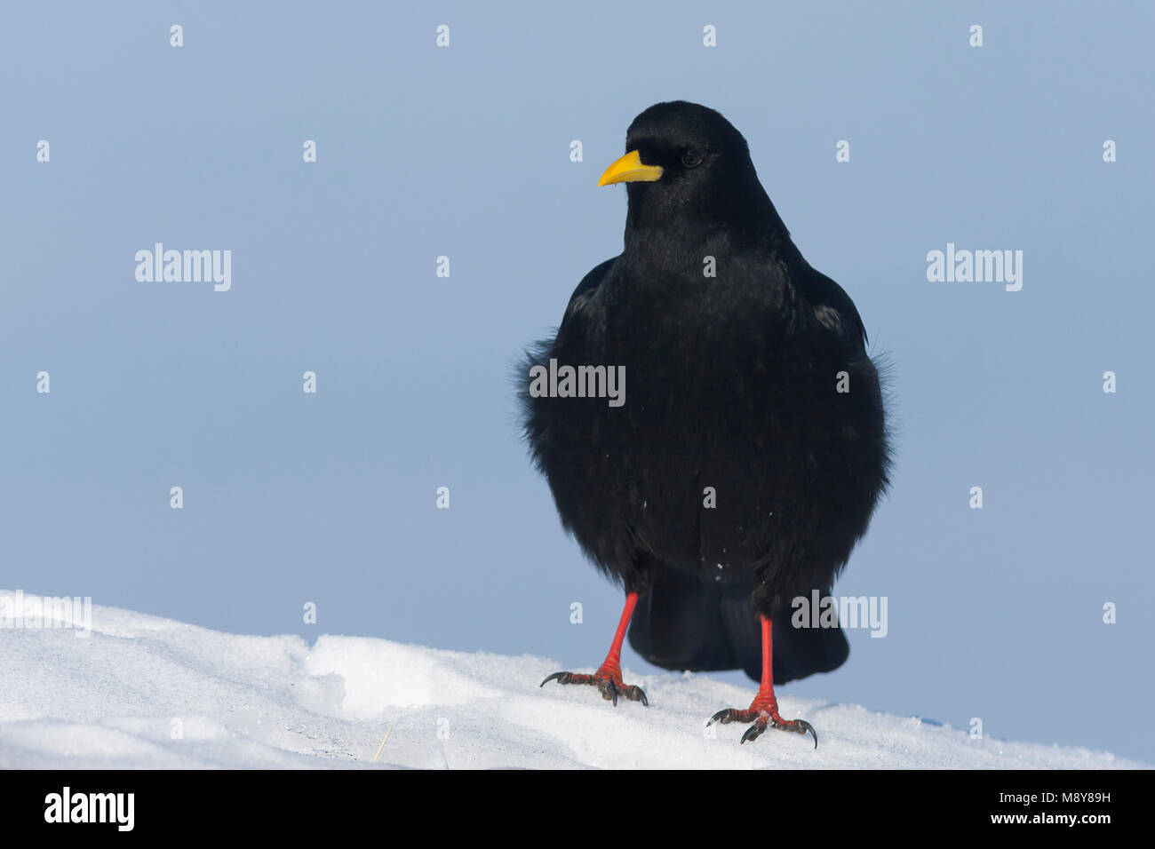 Alpine Chough Pyrrhocorax graculus - Alpendohle - ssp. graculus, Allemagne Banque D'Images