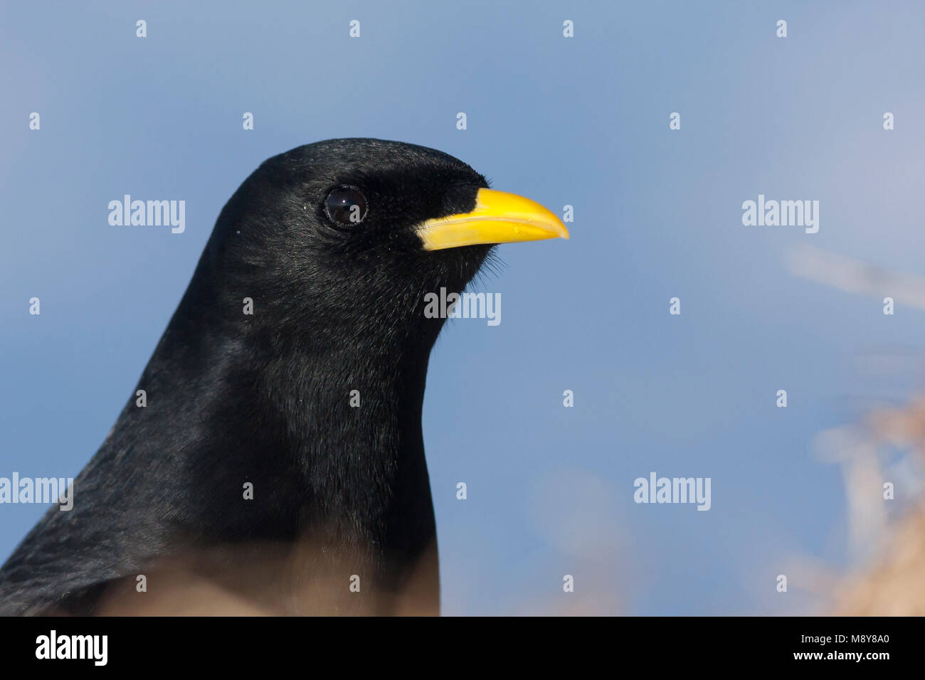 Alpine Chough Pyrrhocorax graculus - Alpendohle - ssp. graculus, Allemagne Banque D'Images